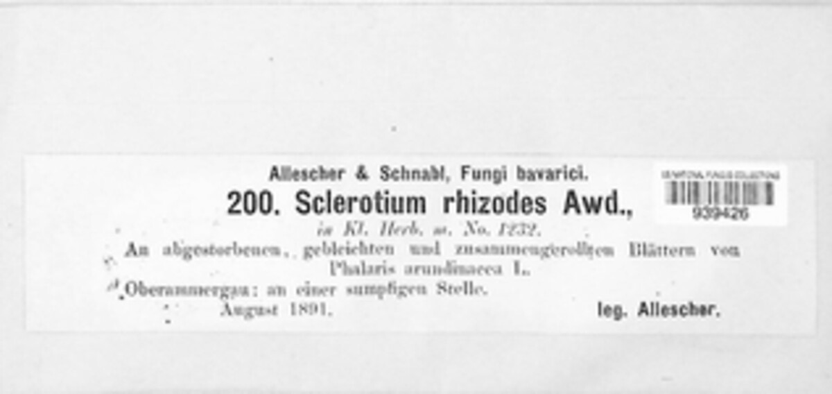 Ceratobasidiaceae image